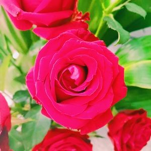 Meet your Posher, Scarlette